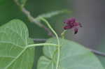 Maroon Carolina milkvine